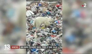 Sibérie : un ours polaire se perd dans une ville