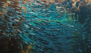 Les bancs de poissons : comment s'organisent-ils ?