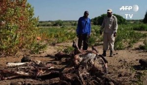 Au Botswana, la levée de l'interdiction de la chasse à l'éléphant divise
