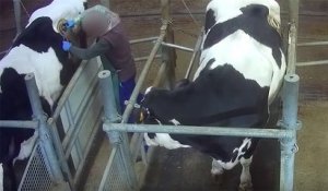 L'association L214 dénonce les conditions de vie des vaches « à hublot » dans une vidéo