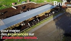 Les "vaches à hublot" : une pratique dénoncée par L214