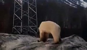 Un ours polaire perdu dans une ville de Russie, euthanasié puis transféré au zoo de Krasnoyarsk