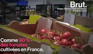 En France, 90 % des tomates sont cultivées hors-sol