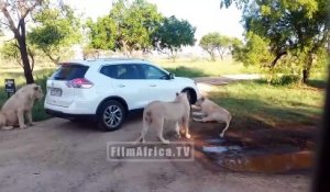 Une lionne ouvre la portiere d'une voiture en plein safari... Grosse frayeur