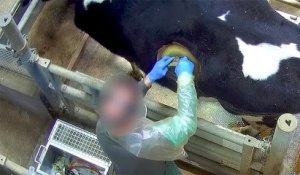Vidéo choc des vaches à hublot : une pratique « choquante » mais « utile », selon le gouvernement