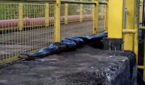 Des employés tombent sur un anaconda de 10m en plein chantier