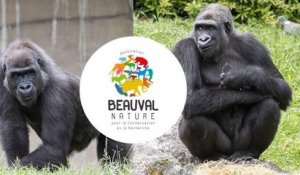 Deux gorilles du zoo de Beauval vont être réintroduits dans la nature au Gabon
