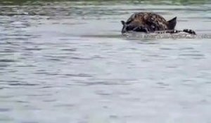 Ce jaguar nage avec un crocodile dans la gueule