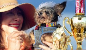 Scamp the Tramp élu chien le plus moche du monde en 2019