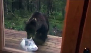 Ce pauvre ours a eu la peur de sa vie