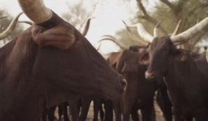 Nigeria : le boom du marché du bétail