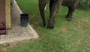 Cet éléphant a été filmé en vidéo ramassant des déchets et les jetant dans la poubelle