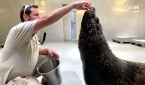 Canicule : le zoo de Vincennes respecte « la biologie de l'animal »