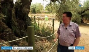 Espagne : les oliviers plantés sous l'Empire romain sont désormais bichonnés