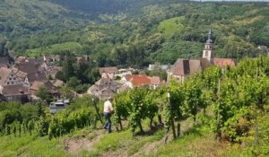 Grands crus d'Alsace : Le Kastelberg