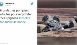 Gironde : Les pompiers volent au secours de 2 500 pigeons assoiffés