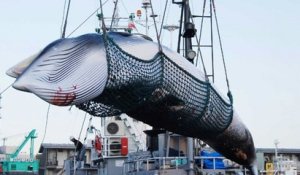 C'est désormais officiel, le Japon a relancé la chasse à la baleine, 30 ans après