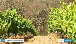 Var : les chenilles infectent la forêt et les vignobles