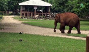 Cet éléphant a trouvé un nouvel ami... un petit chat