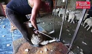 VIDEO. Le Dorat (87) prépare le championnat du monde de tonte de moutons