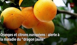 Oranges et citrons européens : alerte à la maladie du « dragon jaune »