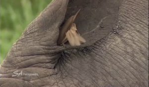 Collaboration parfaite entre un oiseau et un rhinocéros... nettoyage d'oreille
