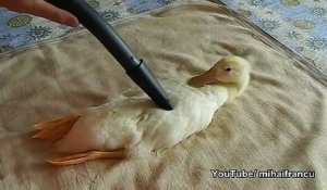 Ce canard adore qu'on le nettoie à l'aspirateur... Trop mignon