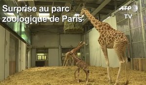 Un girafon né au parc zoologique de Paris