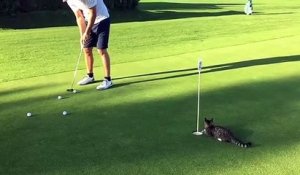 Hilarant : ce chat s'éclate sur un terrain de golf