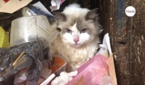 La Pyodermite Du Chat Sur Orange Videos