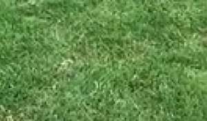 Un chien fait des roulades dans l’herbe