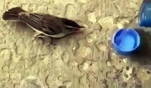 Il donne à boire à un oiseau assoiffé ! Adorable