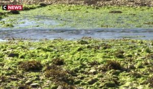 Algues vertes : mort suspecte d'un jeune ostréiculteur en Bretagne