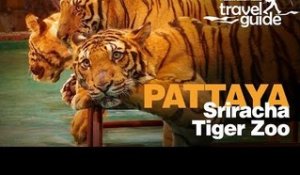 SRIRACHA TIGER ZOO PATTAYA | THAILAND | BANGKOK