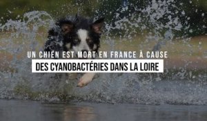 Un chien est mort en France à cause de cyanobactéries
