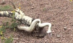 Terrible confrontation entre un serpent et un gros lézard