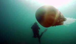 Femme voit quelque chose de grand sous l'eau - méduses à taille humaine