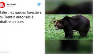 Italie : La chasse à l’ours M49 secoue le Trentin