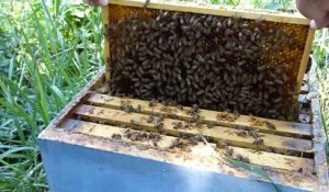 Apprendre en dégusant avec l'abeille du Vercors