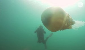 Un plongeur nage à côté d'une méduse aussi grosse que lui. Animal géant