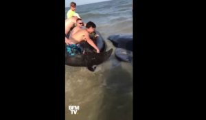 Ces vacanciers viennent en aide à des dauphins échoués
