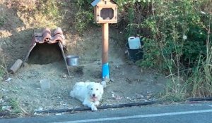 Un chien refuse de s'éloigner de l'endroit où son maître est mort 18 mois plus tôt