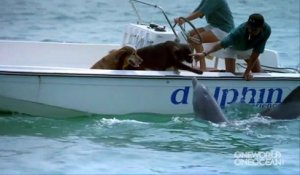 Ce dauphin vient faire des bisous à des chiens dans un bateau