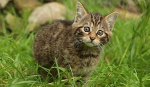 Deux chatons sauvages dont l'espèce est « fonctionnellement éteinte » sont nés en Écosse