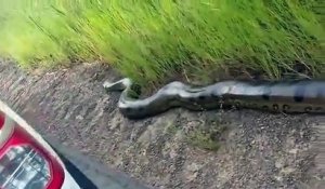 Des automobilistes brésiliens découvrent un énorme anaconda sur le bord de la route