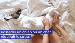 Posséder un chien ou un chat réduirait le stress