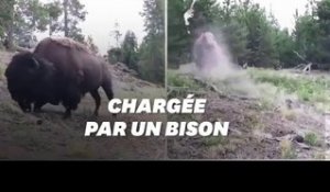 Un bison attaque une petite fille au parc de Yellowstone