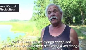 Canicule: la pisciculture de la Dombes aux abois