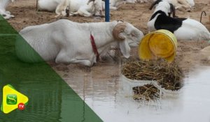 Tabaski 2019 : les vendeurs de moutons   surpris par la pluie d’hier