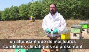 La canicule affecte aussi les abeilles et les apiculteurs